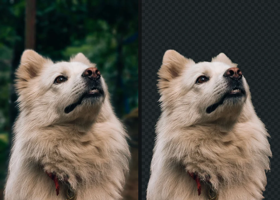 A fluffy white dog in front of green trees, and the same dog on a transparent checkerboard