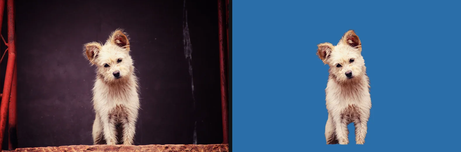 A small white dog in front of a dark wall, and the same dog on a blue background