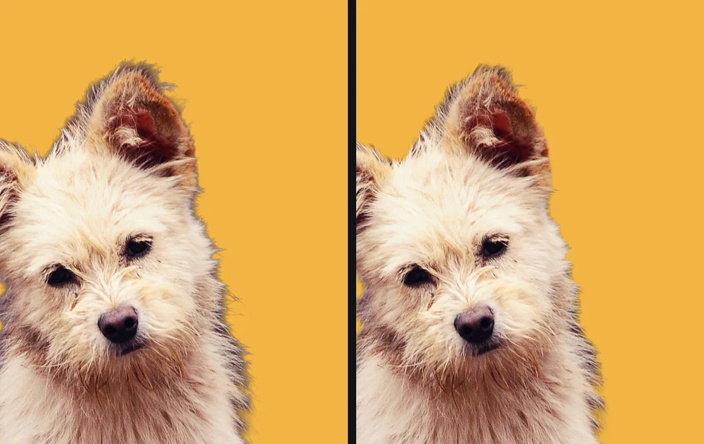 Close-ups of a small white dog on yellow: on the left a dark rim of the old background along the fur, on the right the rim is gone