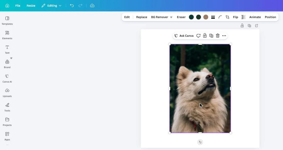 The Canva editor with a photo of a dog selected and BG Remover, marked with a crown, in the toolbar above it