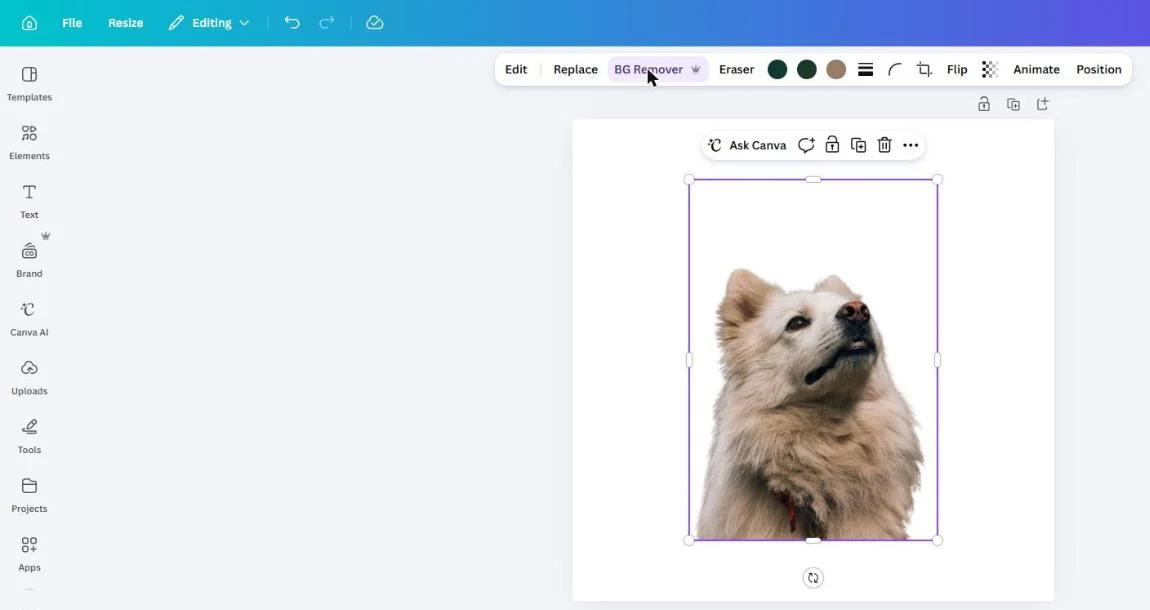 The Canva editor after BG Remover: the dog on the white page with its forest background gone